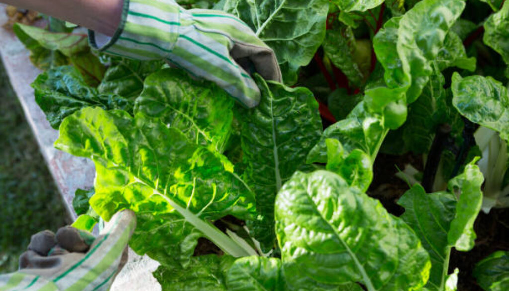 Woman examining leafy vegetables in garden