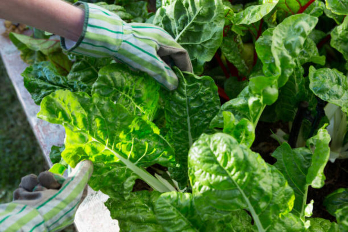 Woman examining leafy vegetables in garden