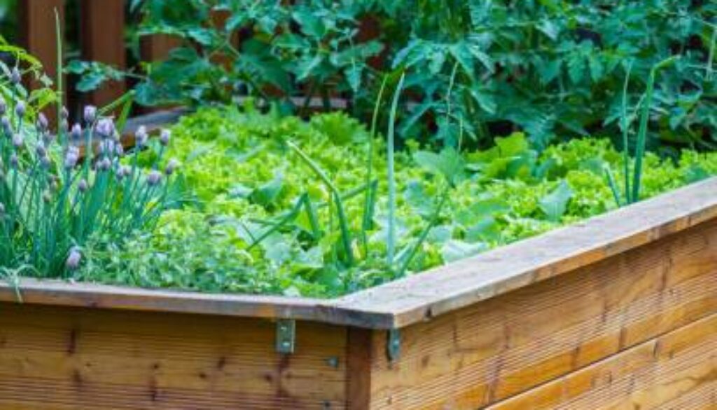 Raised bad garden full of vegetablesRaised bad garden full of vegetables