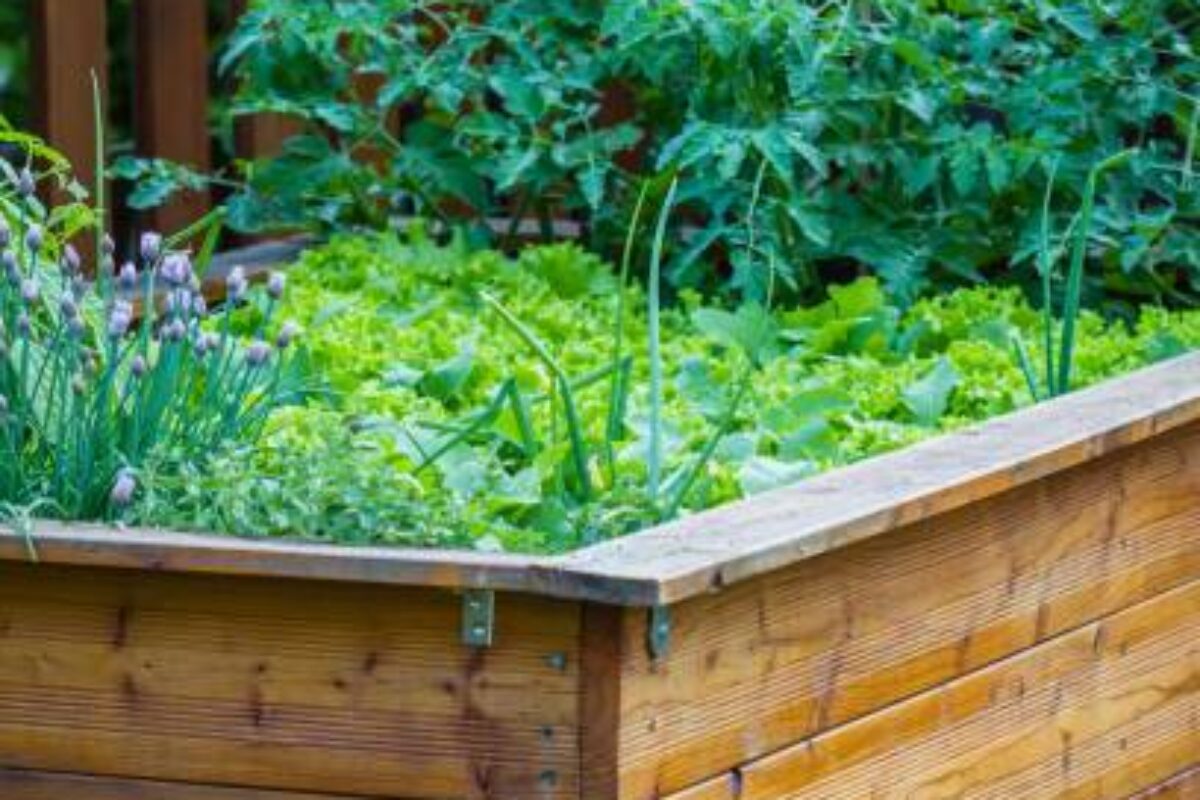 Raised bad garden full of vegetablesRaised bad garden full of vegetables